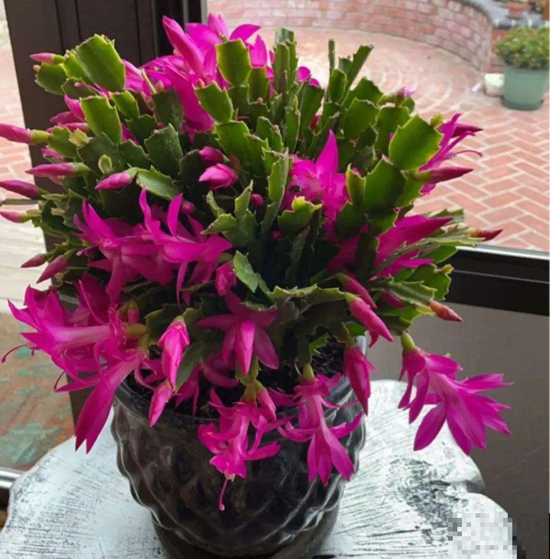 养花一直不开花,给他套个黑塑料袋,花苞呼呼冒 养花一直不开花,给他套个黑塑料袋,花苞呼呼冒