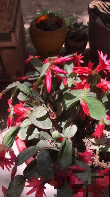 没有光也能开花的植物,放在北阳台就能养好,懒人也能养活 没有光也能开花的植物,放在北阳台就能养好,懒人也能养活