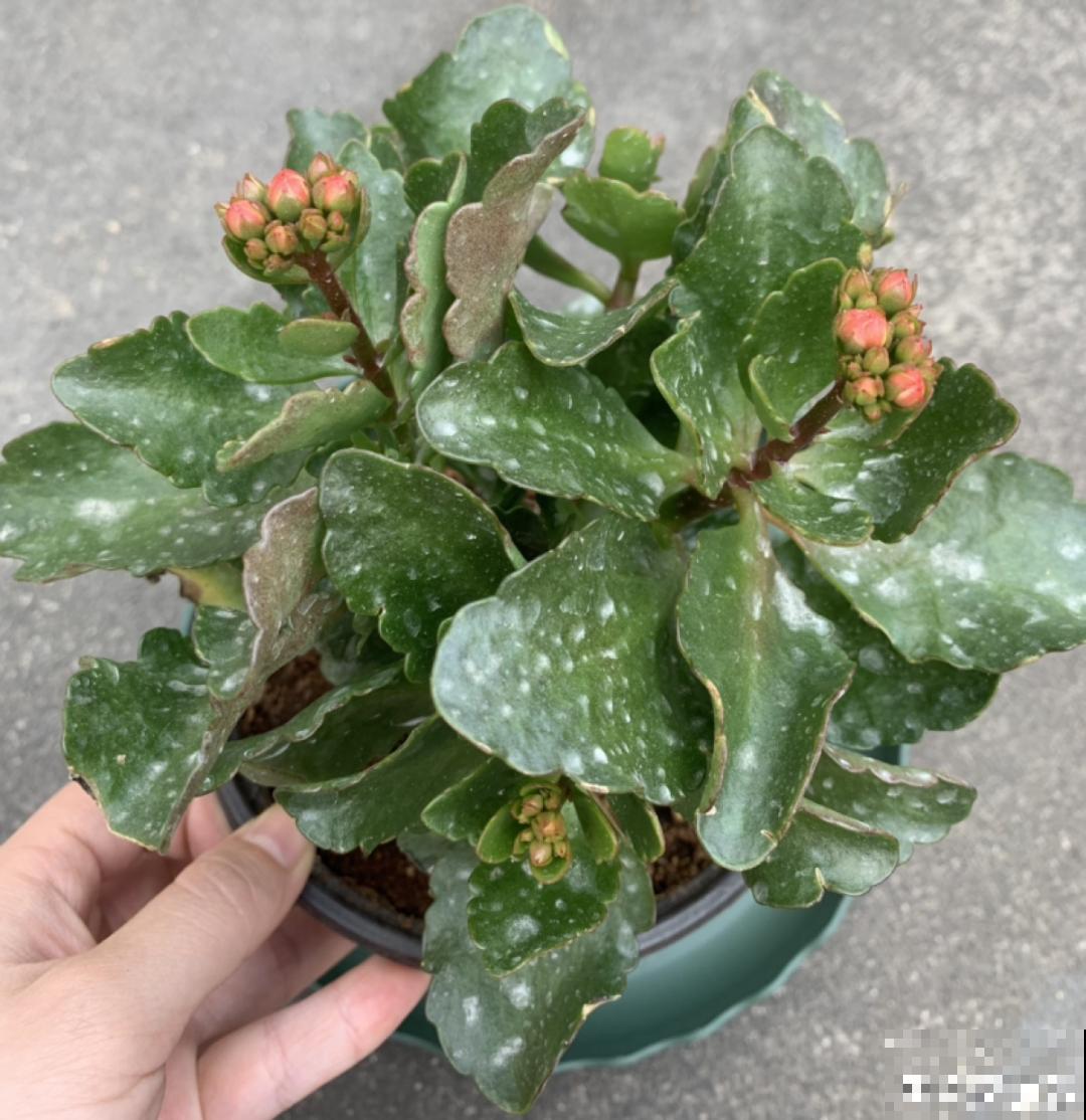 冬天常见的“吉利花”，耐旱皮实花量大，大半年都在开花