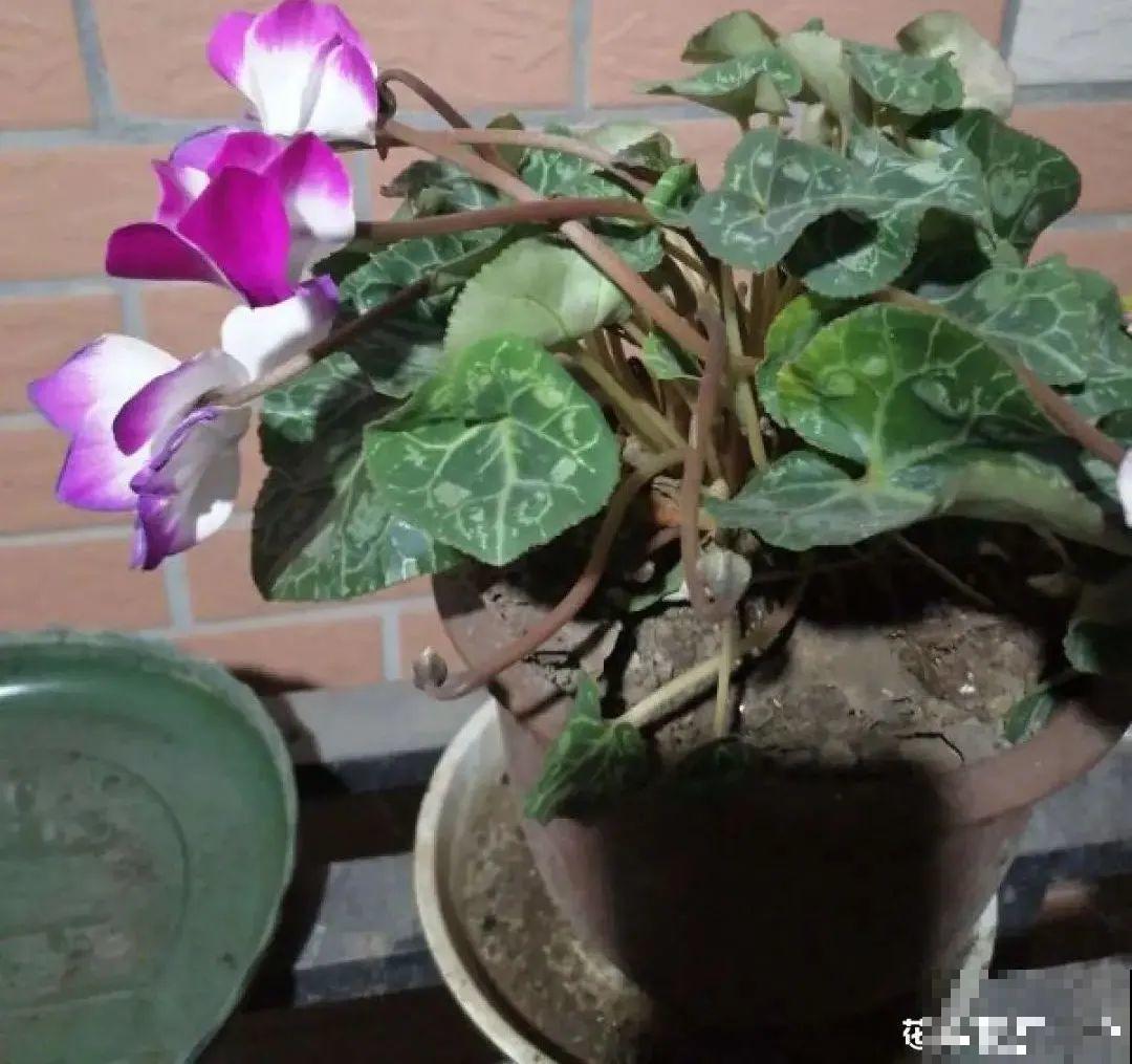 买茶花也要注意“坑”，注意5要点，叶子挺立有精神
