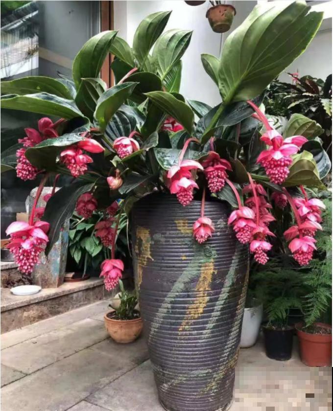 1种花叫“宝莲灯”，优雅大气富丽堂皇，妥妥的“镇店之宝”