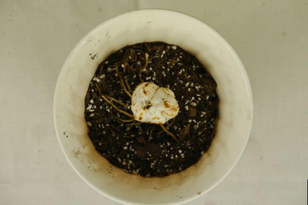 爱“生崽”的花,现在赶紧翻盆,一盆变多盆还能挣钱 爱“生崽”的花,现在赶紧翻盆,一盆变多盆还能挣钱