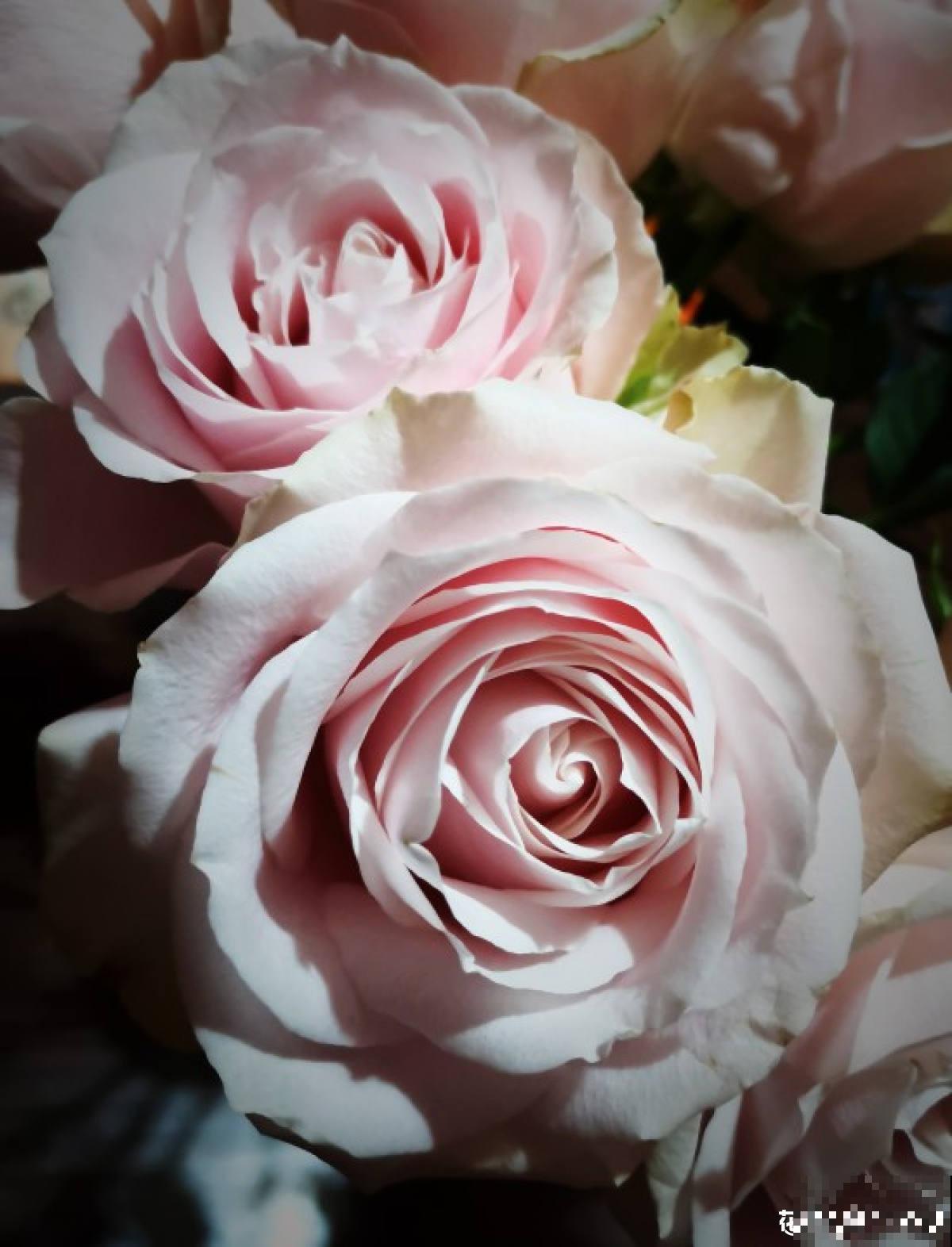 适合新手养的月季，花朵一个比一个大，花期还超长待机