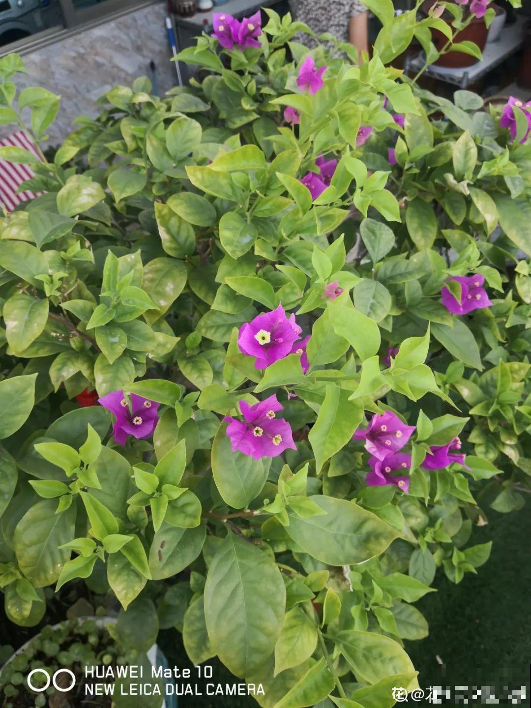 养的花一直不开花，主要是这6点做好，赶紧学起来