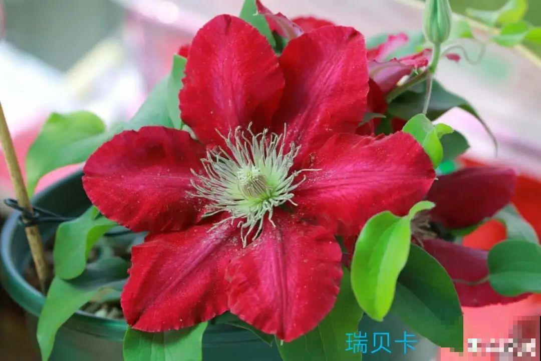 9种花,冬天狠心剪一刀,剪对了明年妥妥爆花 9种花,冬天狠心剪一刀,剪对了明年妥妥爆花