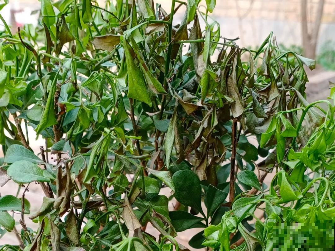 9种花特怕冷,现在赶紧套个袋,保暖很重要 9种花特怕冷,现在赶紧套个袋,保暖很重要