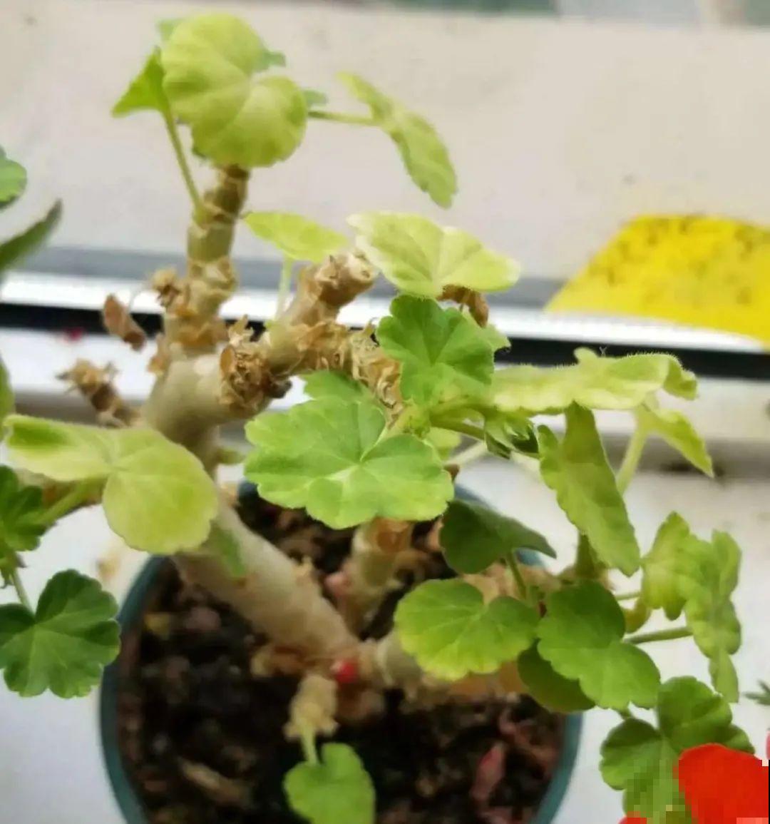 秋天种16种花，冬天就能开爆盆，满盆都是花