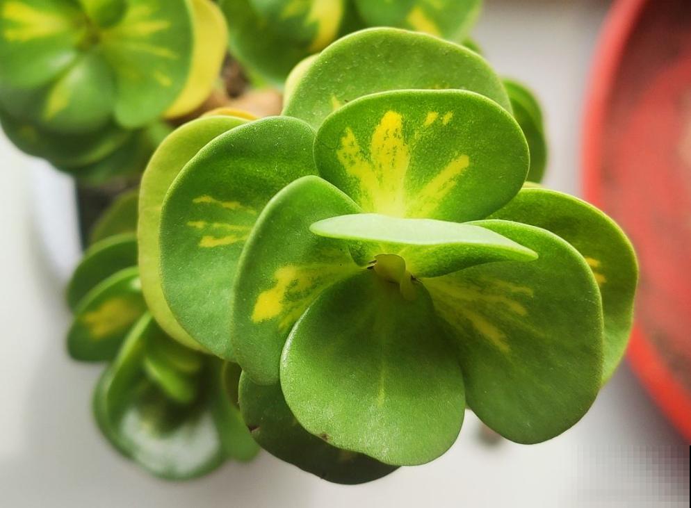 叶子像“铜钱”的花，农村地里特常见，现在成了“宝贝花”