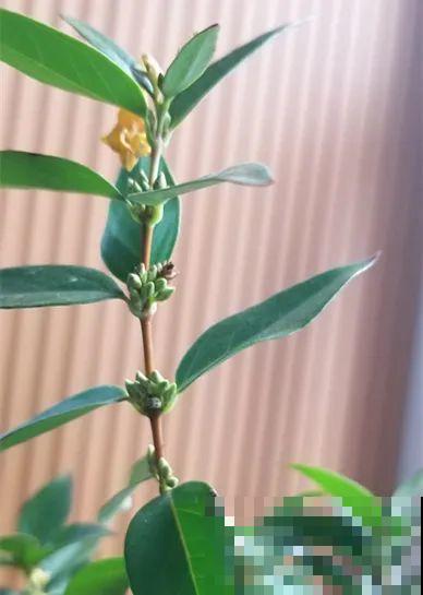 花量巨大的法国香水,被称作开花界“航空母舰”,花期能有大半年 花量巨大的法国香水,被称作开花界“航空母舰”,花期能有大半年