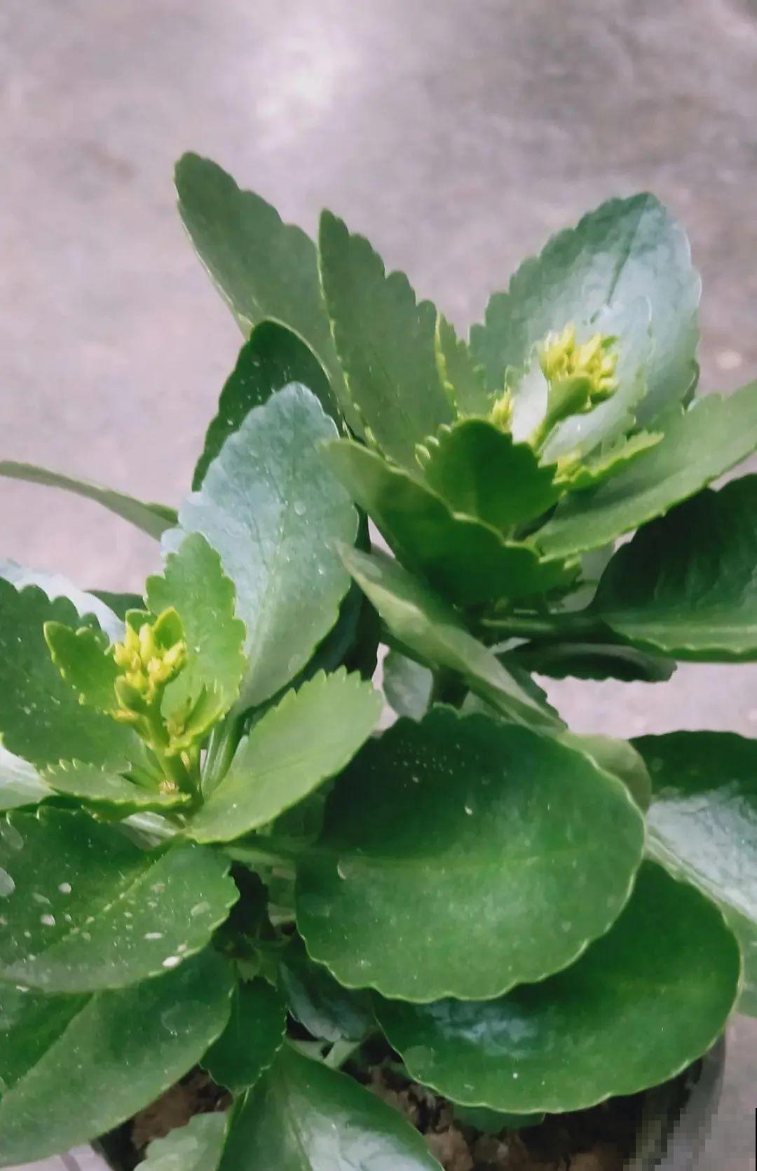 养花一直不开花,给他套个黑塑料袋,花苞呼呼冒 养花一直不开花,给他套个黑塑料袋,花苞呼呼冒