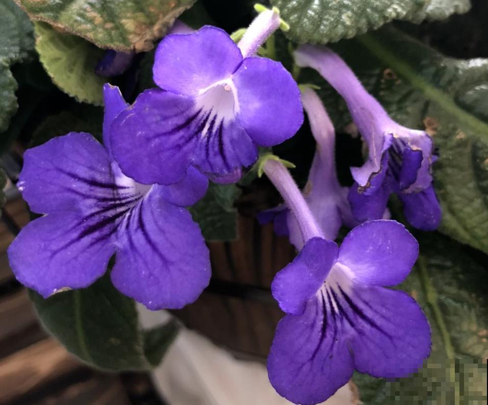 家里没有直射光,就养这10种耐阴植物,照样开花不停 家里没有直射光,就养这10种耐阴植物,照样开花不停