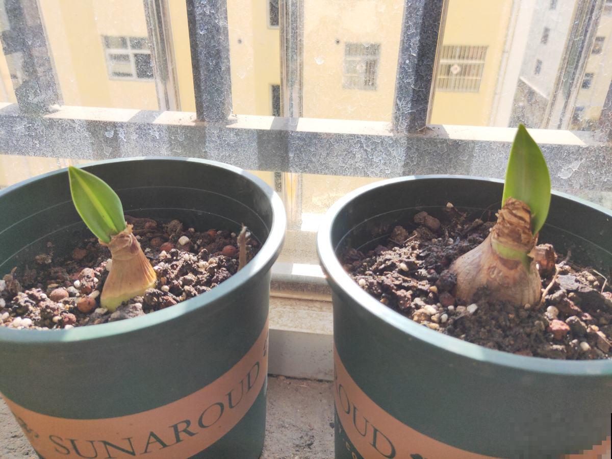 朱顶红被叫作“注定红”,养一棵在家里红红火火,家宅兴旺 朱顶红被叫作“注定红”,养一棵在家里红红火火,家宅兴旺