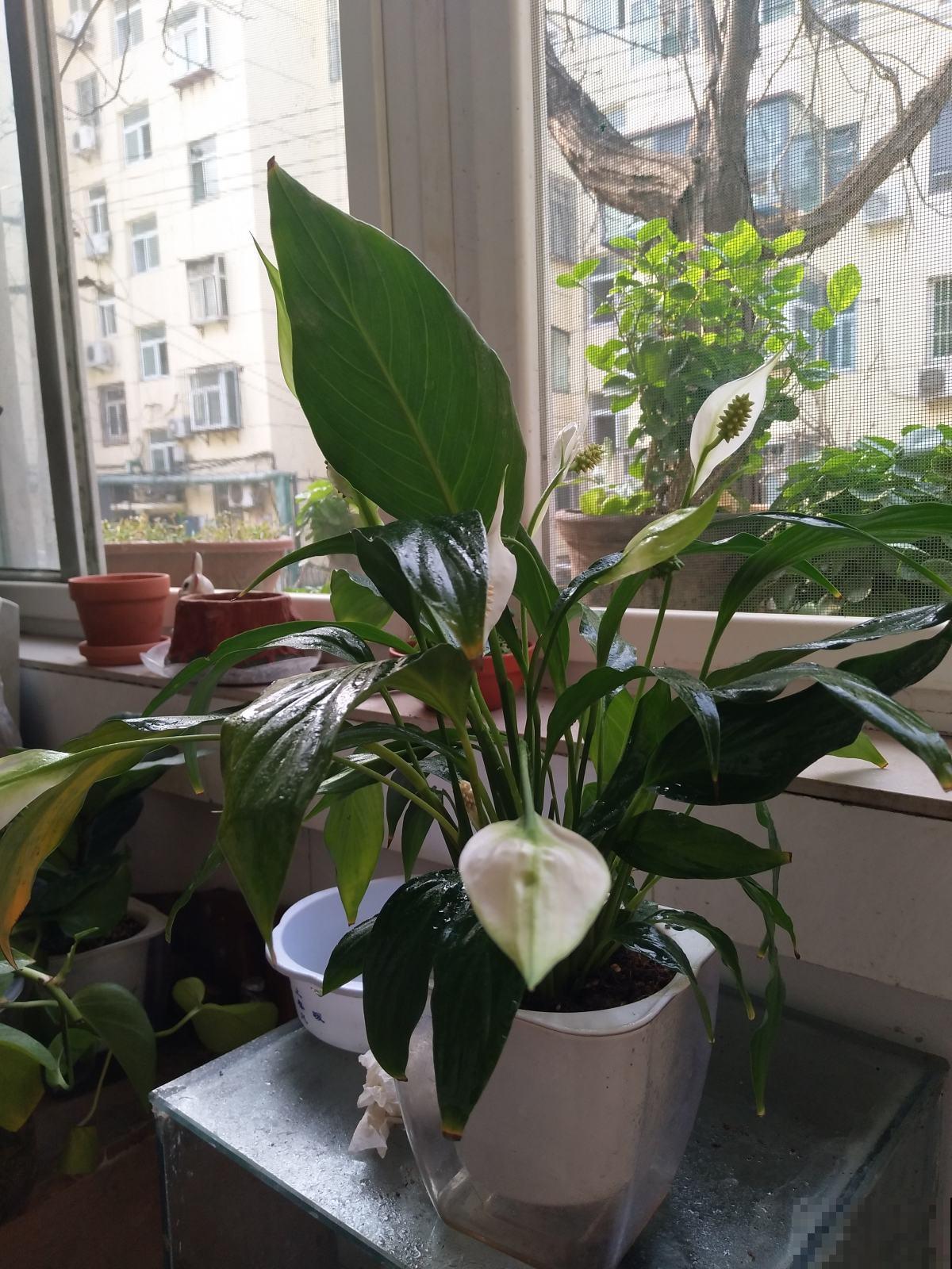 新买回家的花总是蔫叶，记住养花4要点，叶子油亮花开爆