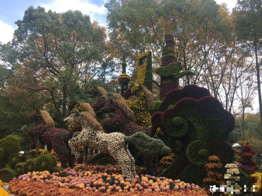 一盆菊花一万二，能开出七个颜色，真是少见