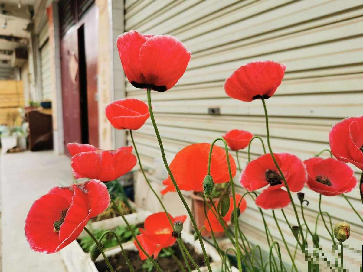 民间传说不吉利的5种花,养在家里有忌讳,真相真的是这样吗? 民间传说不吉利的5种花,养在家里有忌讳,真相真的是这样吗?