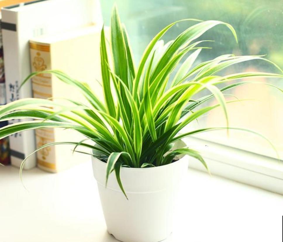 温度降到10℃，这5种花不进屋，很快就冻伤