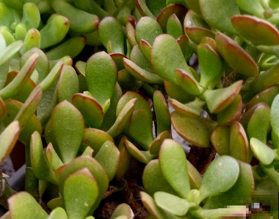 燕子掌护理关键点，别眼馋别人养的好，学会你也可以