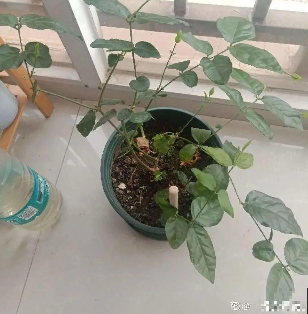 15种花，冬季浇水要注意，浇错了容易冻伤