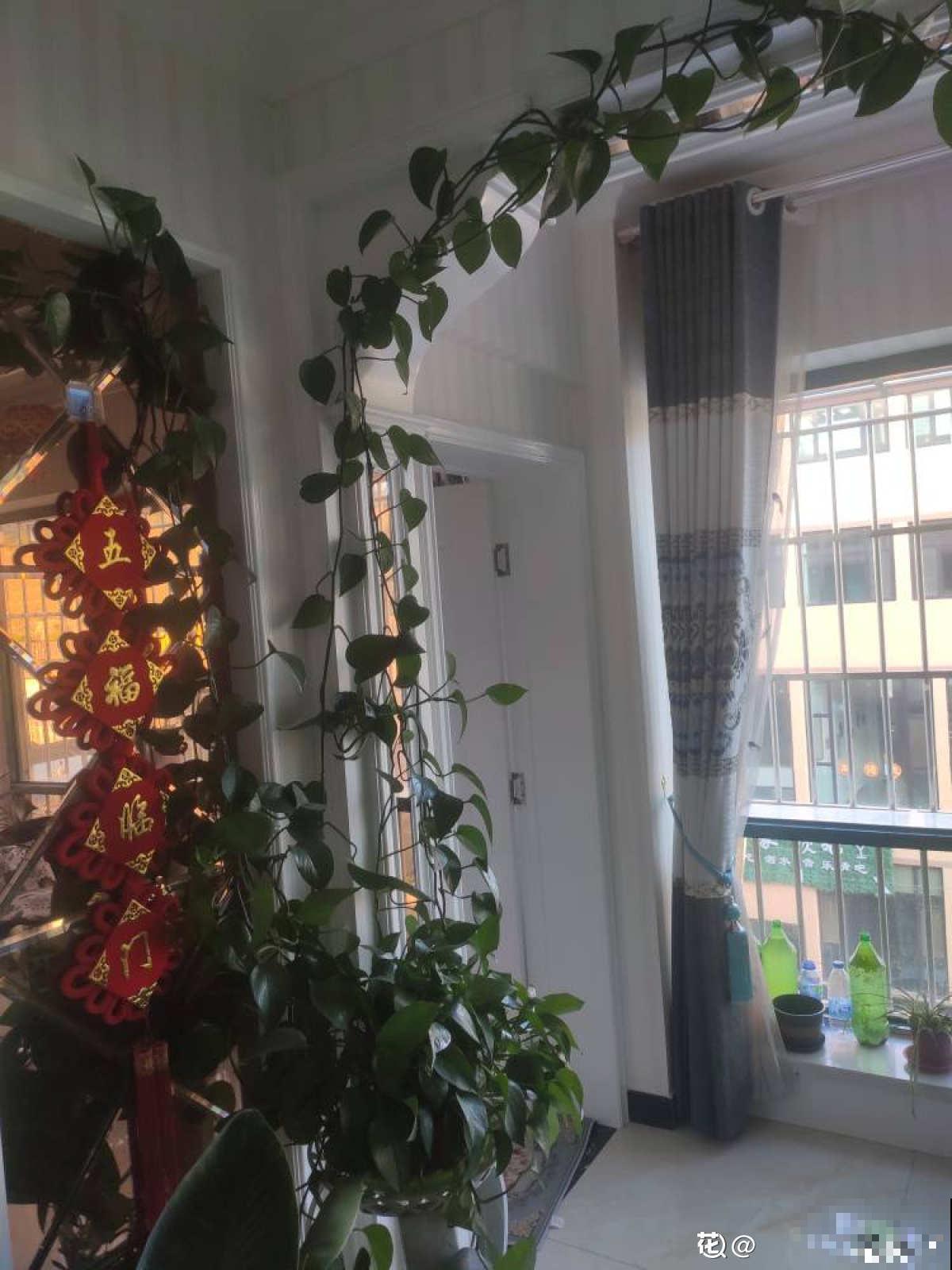 绿萝太“晦气”，老人清理掉，却被儿子吼了一顿，究竟谁错了