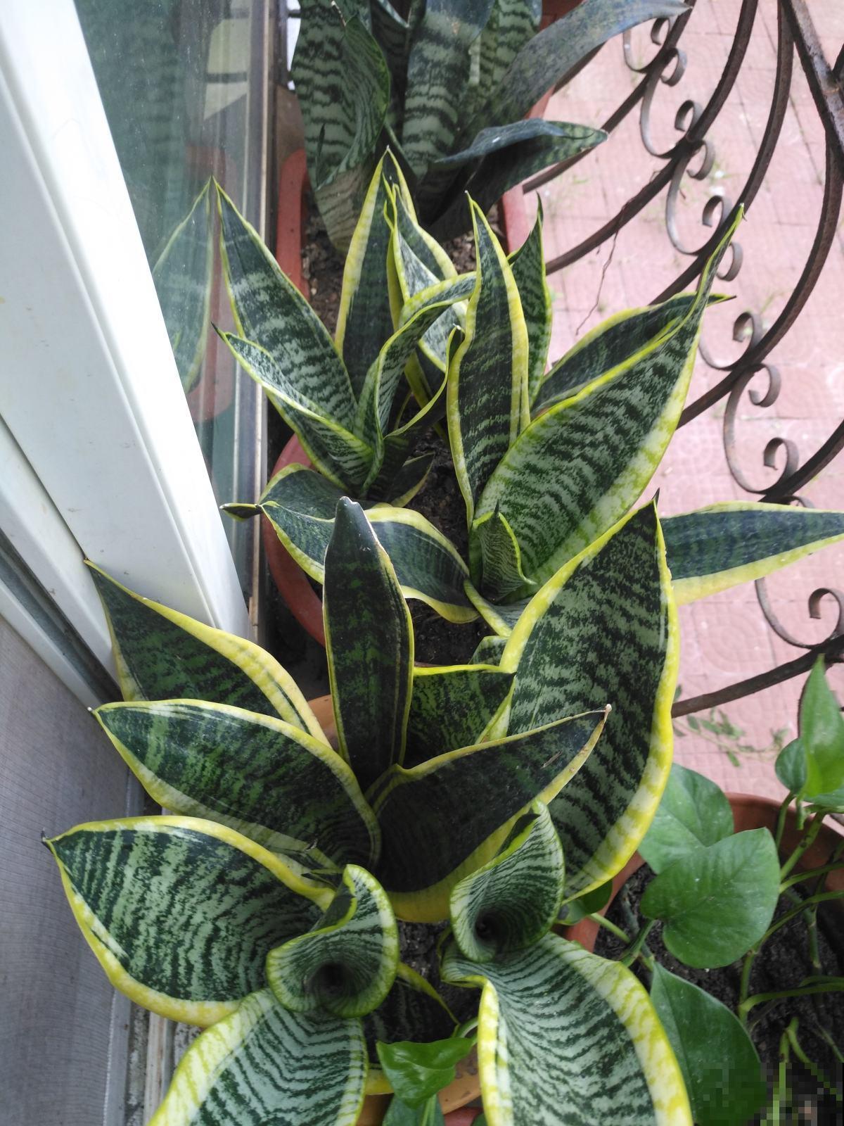 3种花就得用小盆“挤着养”,盆小水少,反而长得旺盛 3种花就得用小盆“挤着养”,盆小水少,反而长得旺盛