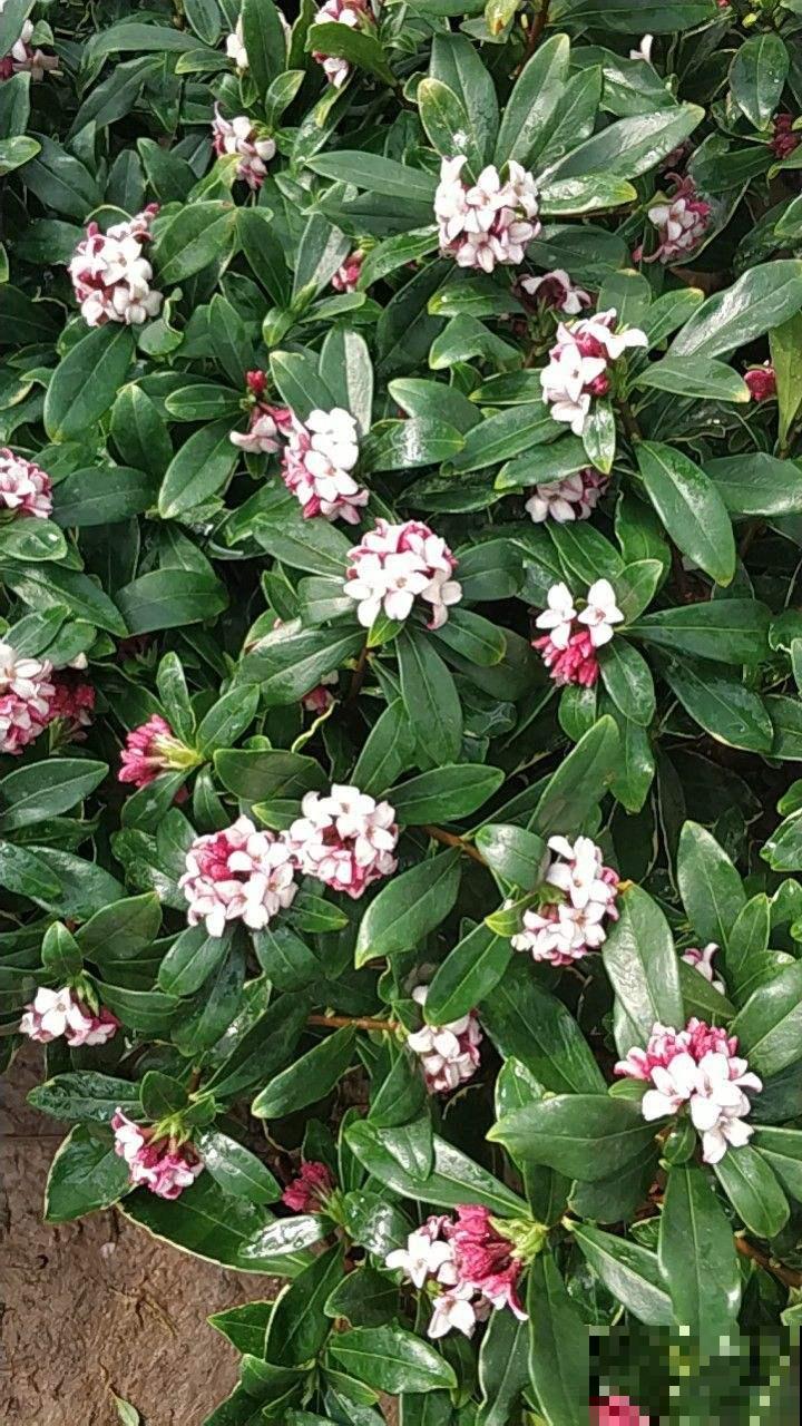 冬天养金边瑞香,做好两件事,坐等开花就可以了 冬天养金边瑞香,做好两件事,坐等开花就可以了