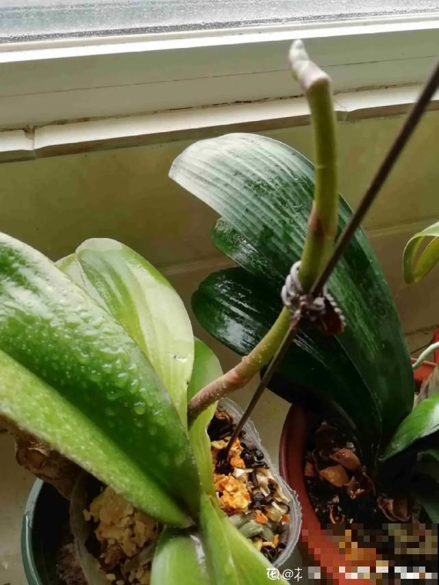 秋天给花补点“猛肥”,嫩芽一茬接一茬,花苞呼呼冒 秋天给花补点“猛肥”,嫩芽一茬接一茬,花苞呼呼冒