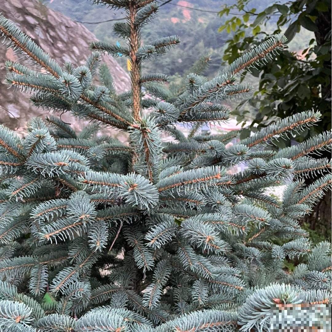 2种植物最适合做“圣诞树”，四季常青，养一盆在家里很合适