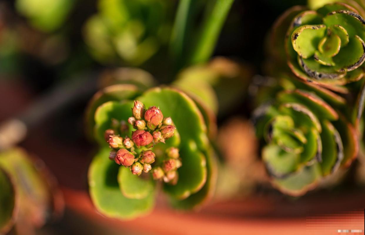 长寿花如何养护才会爆盆