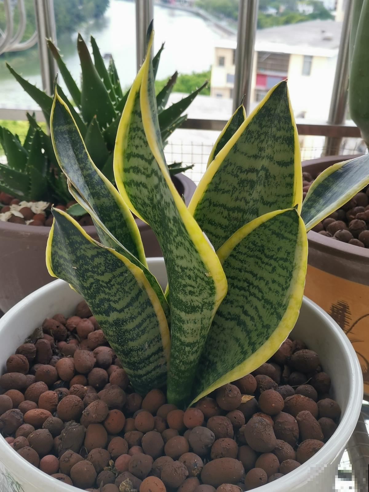 晚上睡不好,屋里可养4种“睡眠花”,一觉睡到天亮 晚上睡不好,屋里可养4种“睡眠花”,一觉睡到天亮