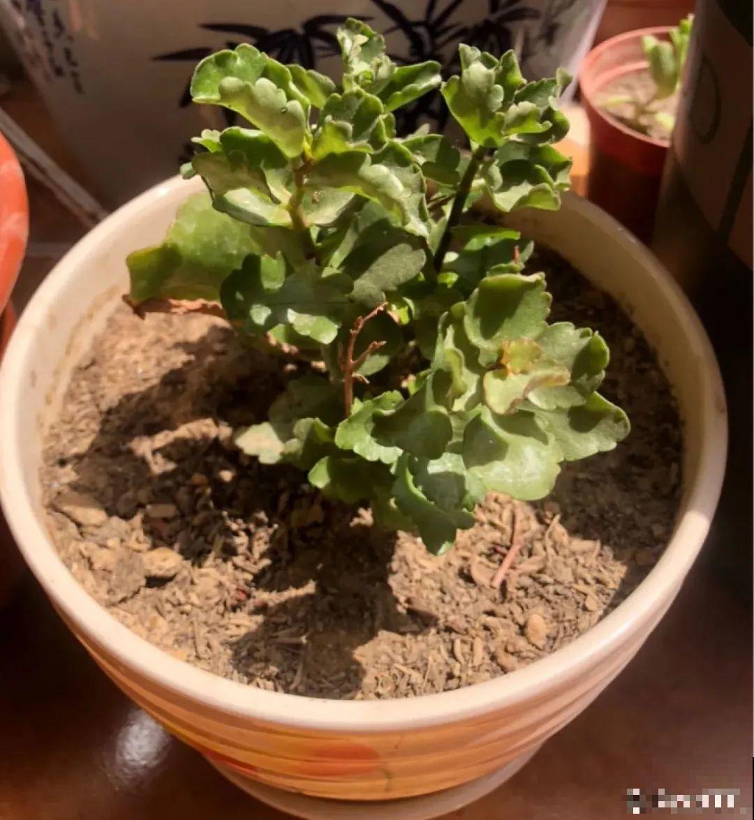 15种花，冬季浇水要注意，浇错了容易冻伤