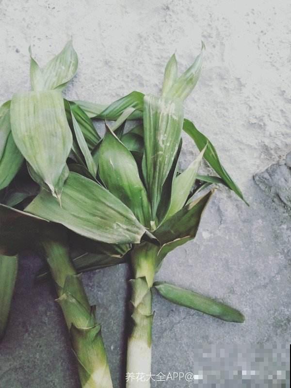 水培花里放铁钉,是有科学依据,还是封建迷信? 水培花里放铁钉,是有科学依据,还是封建迷信?