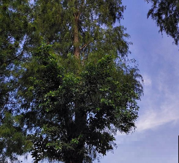 佛教的“五树六花”,养在家里很合适,有凝神静心效果 佛教的“五树六花”,养在家里很合适,有凝神静心效果