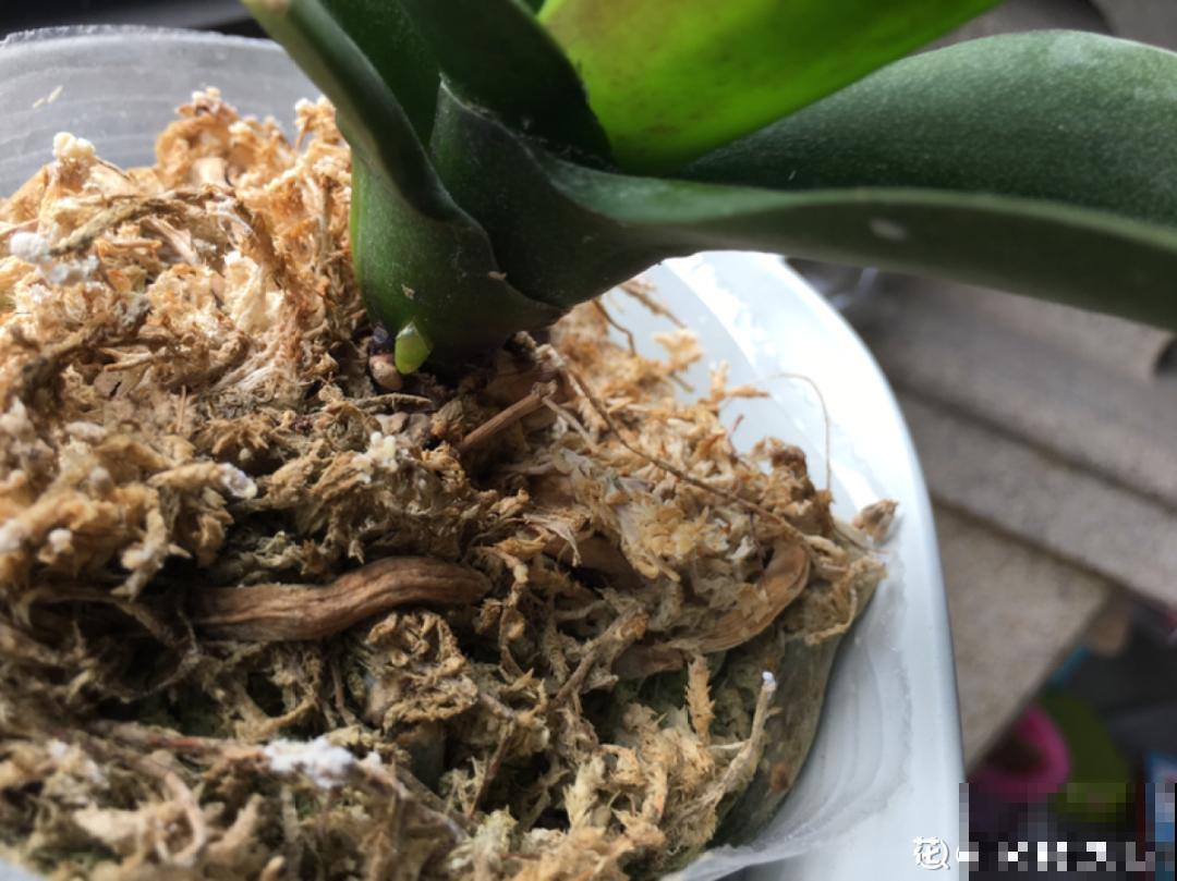 8种花，年年买，年年养死，今年可别当冤大头