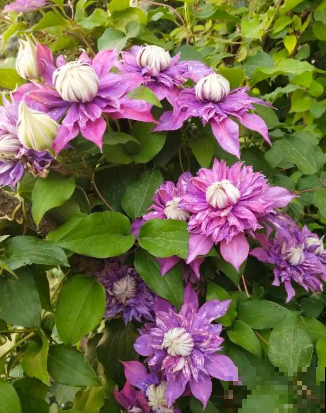 “花园三宝”之一，1年能开花上百天，冬天特别抗寒！