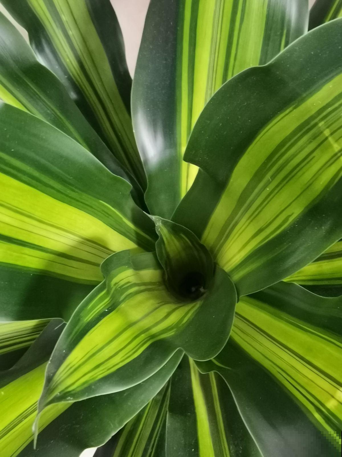 常见20种净化空气的室内植物