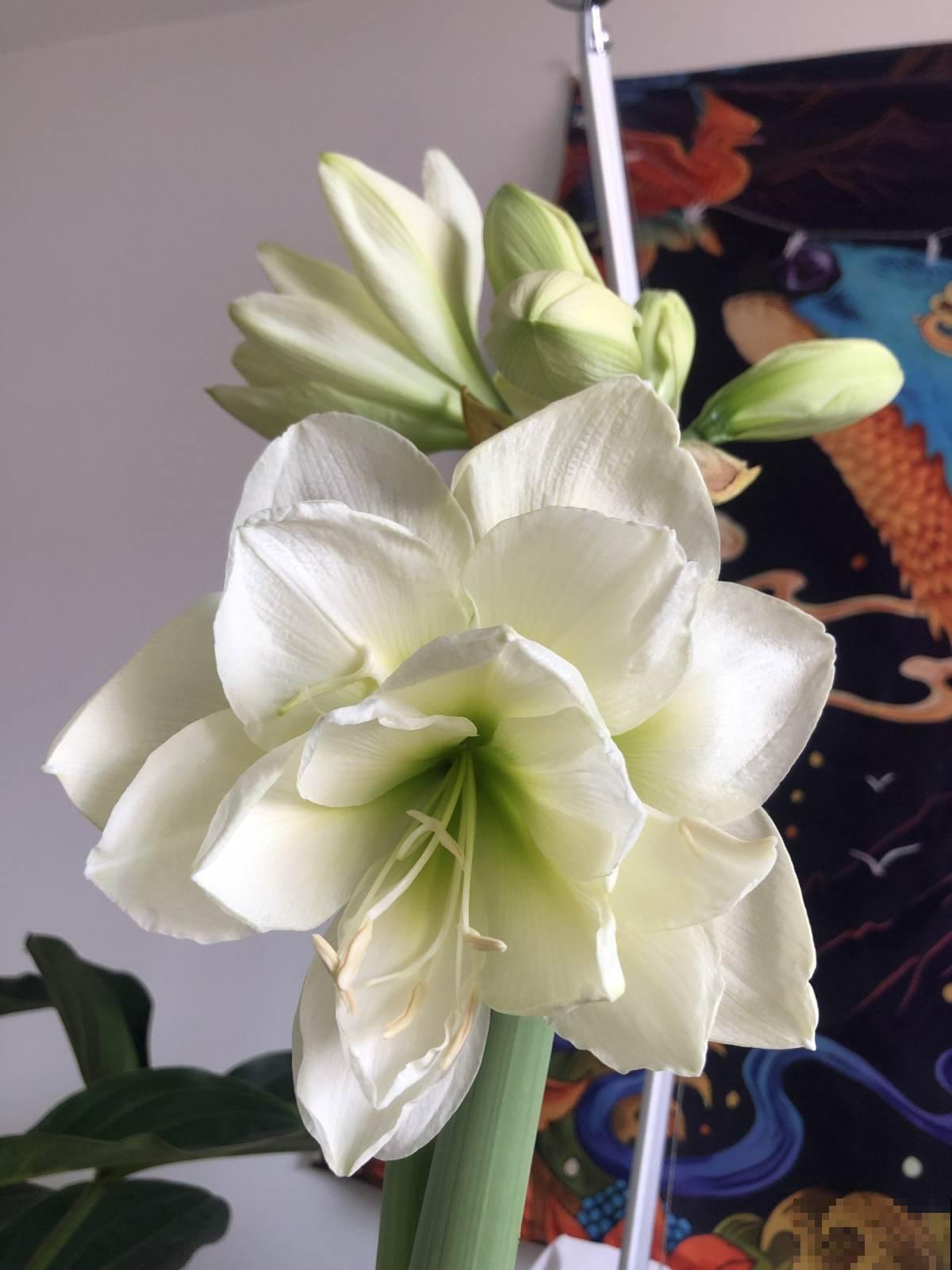 全网都在种的“阿弗雷”,单朵花比脸大,一开花就预示着“吉祥” 全网都在种的“阿弗雷”,单朵花比脸大,一开花就预示着“吉祥”