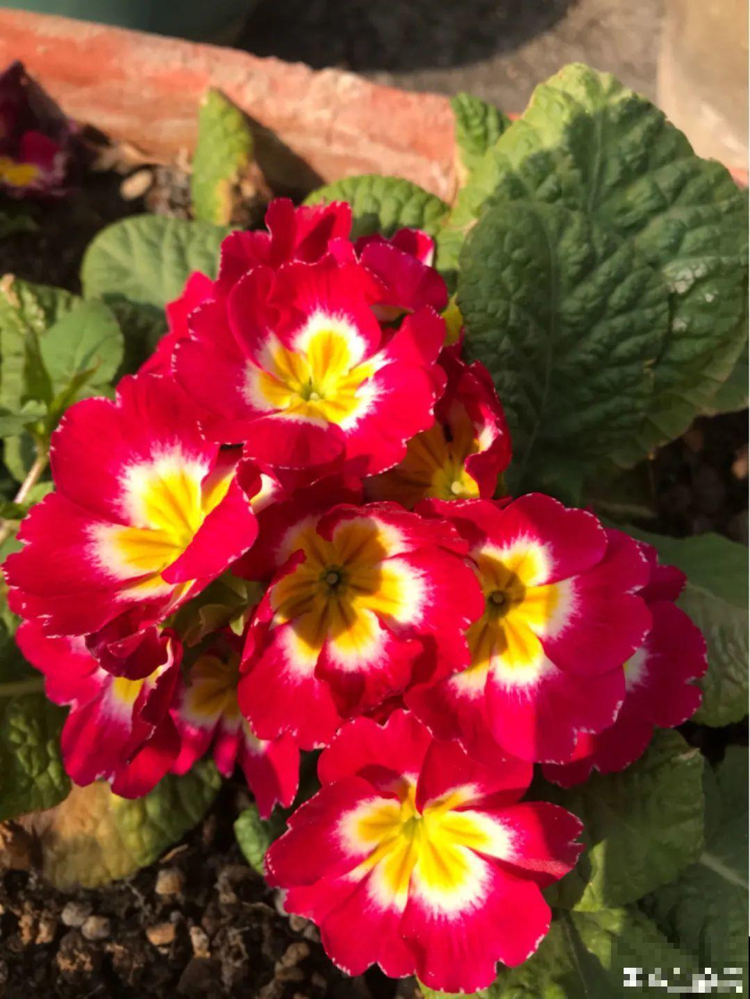 秋天必养的12种花，不用扦插，3个月爆开满盆花！