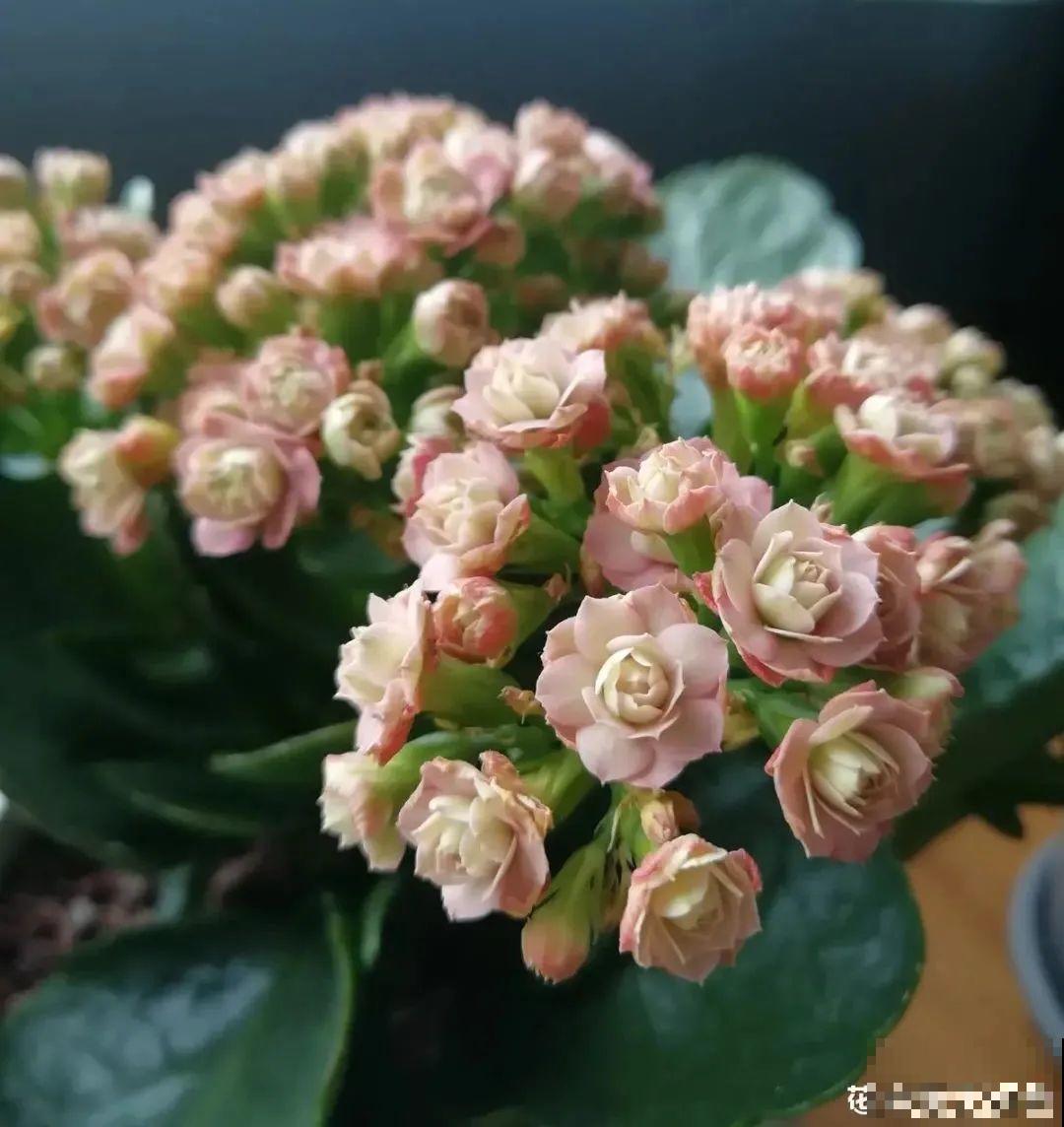 冬天常见的“吉利花”，耐旱皮实花量大，大半年都在开花