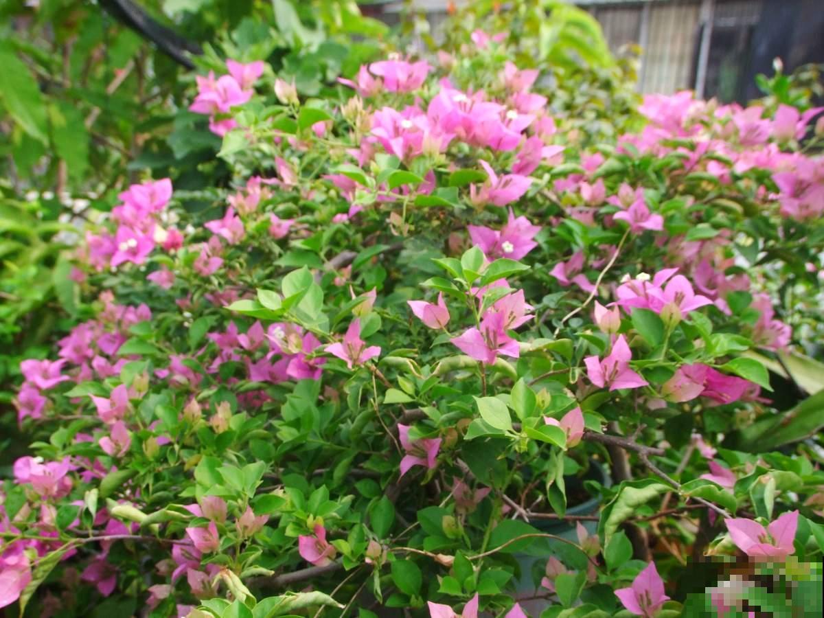 三角梅3个易错点，阳光再充足，也不会轻易开花