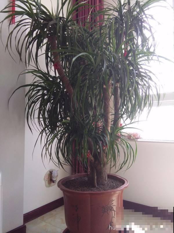 名字里带“龙”的6种花，养在家里镇宅又吉祥，安全感满满