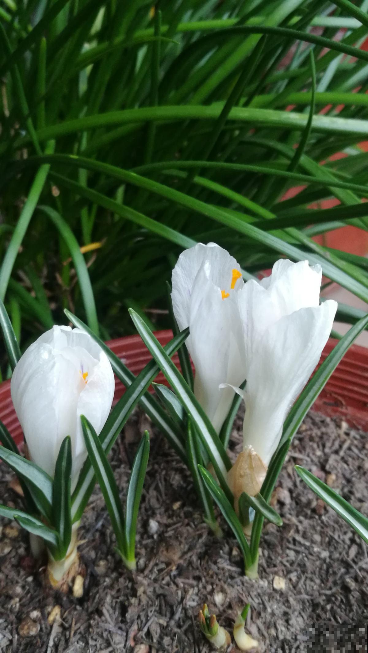 喜欢养花的女人，就养一盆番红花，养人养身心