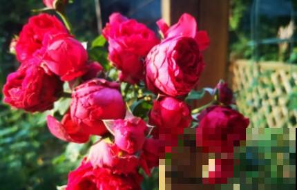 蟹爪兰、长寿花僵苗,必须掐几下,重新换盆养! 蟹爪兰、长寿花僵苗,必须掐几下,重新换盆养!