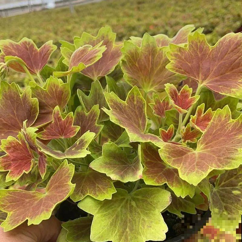 开花超美的“垂吊花”,花朵肥美硕大花期长,美成一面小花墙 开花超美的“垂吊花”,花朵肥美硕大花期长,美成一面小花墙