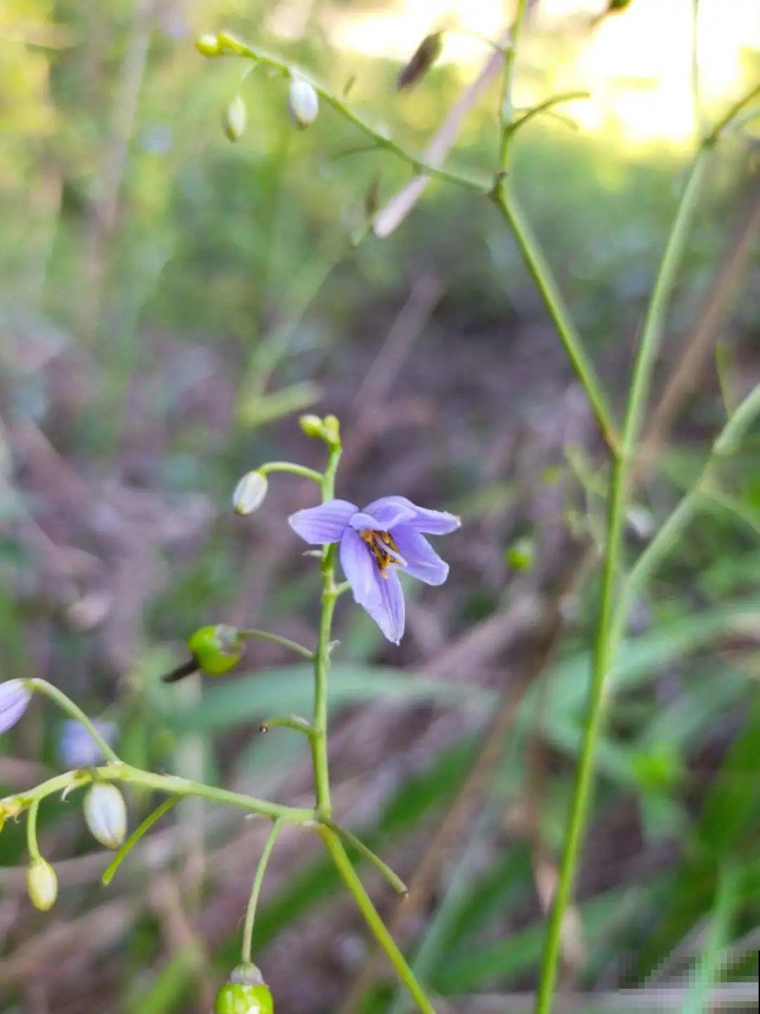 路上看见银杏果,不要捡,小心有毒! 路上看见银杏果,不要捡,小心有毒!