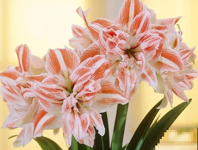 2块钱一个的便宜花,埋土里就开花爆盆,天再冷也冻不死 2块钱一个的便宜花,埋土里就开花爆盆,天再冷也冻不死