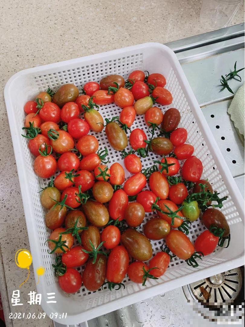 “垃圾”不要扔，拿来养花效果好，扔掉就是扔钱