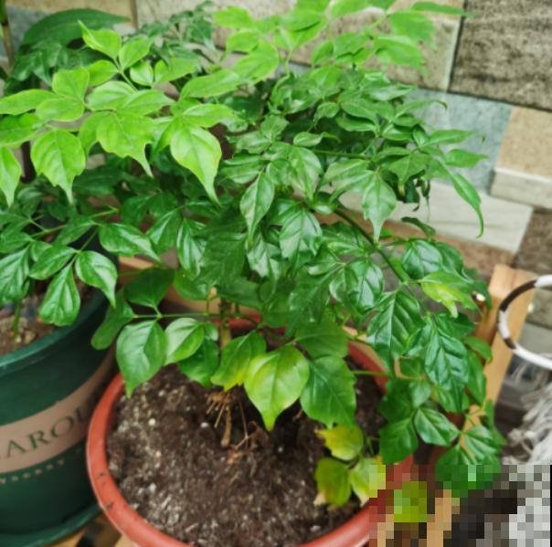 幸福树叶子哗哗掉，再不管，最后掉成“光杆司令”