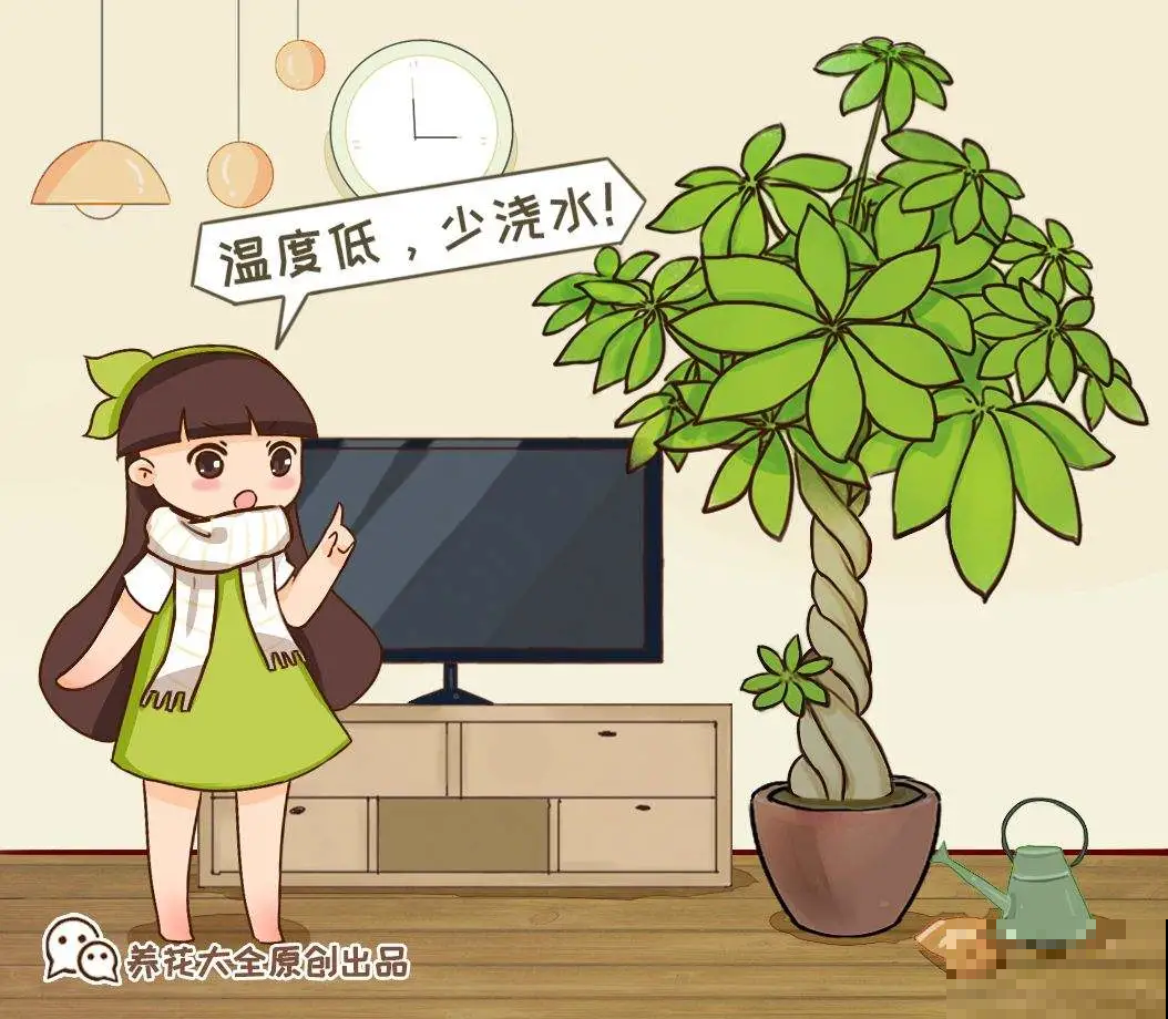 冬天养花注重养根，6个养根方法，学会很重要