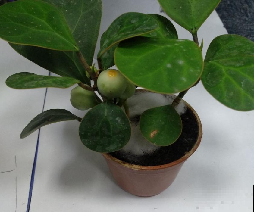 再穷也要养盆小盼菩提，有“旺运”好兆头，被称作“智慧树”