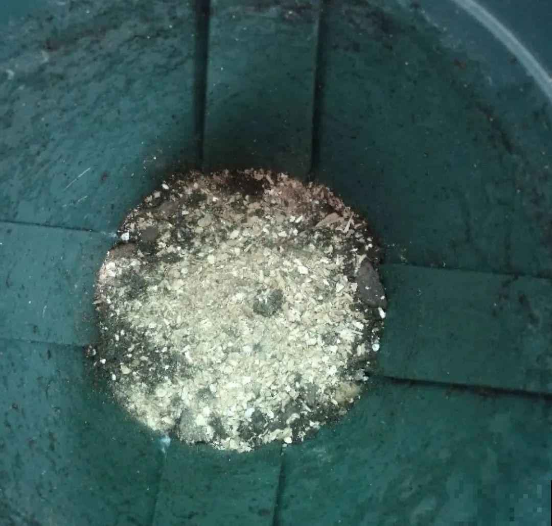 爱“生崽”的花,现在赶紧翻盆,一盆变多盆还能挣钱 爱“生崽”的花,现在赶紧翻盆,一盆变多盆还能挣钱